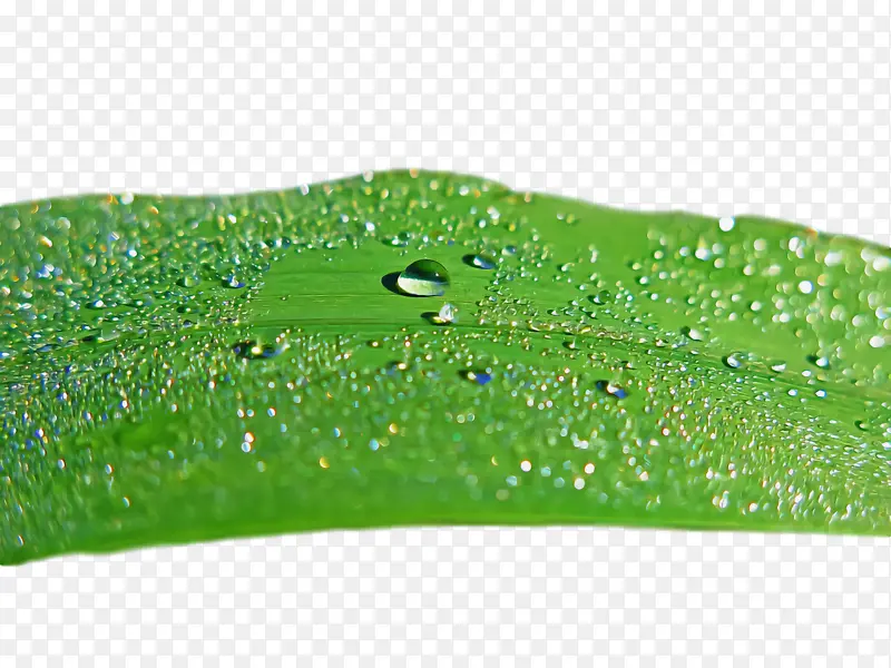 Ҷ�� ��ɫ ֲ��ṹ-������