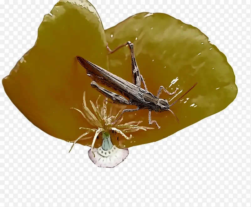 ��������۳�Ŀ-������