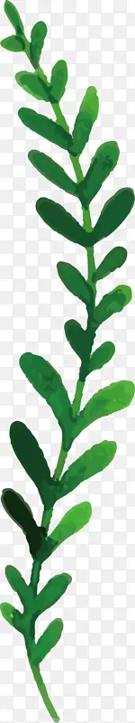 ˮ�ʻ��� ˮ�ʻ���Ҷ ˮ�ʻ�Ҷ-������