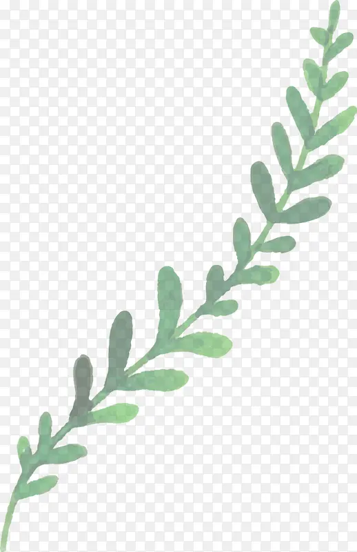 ˮ�ʻ����� ˮ�ʻ�����Ҷ�� ˮ�ʻ�Ҷ��-������