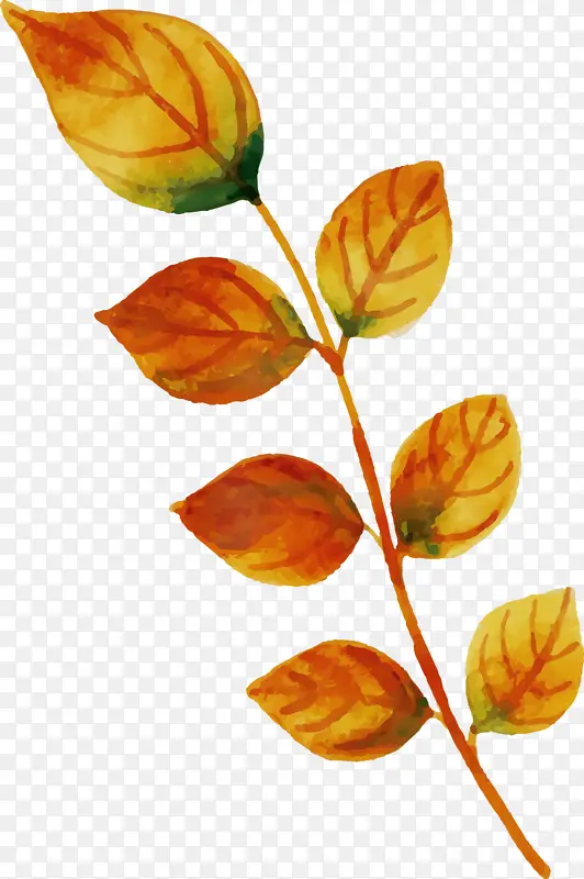 ˮ�ʻ����� ˮ�ʻ���Ҷ ˮ�ʻ�Ҷ��-������