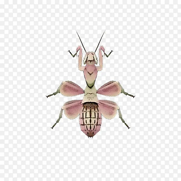 ���ﴩԽ����Ұ ���� �۳�Ŀ-������