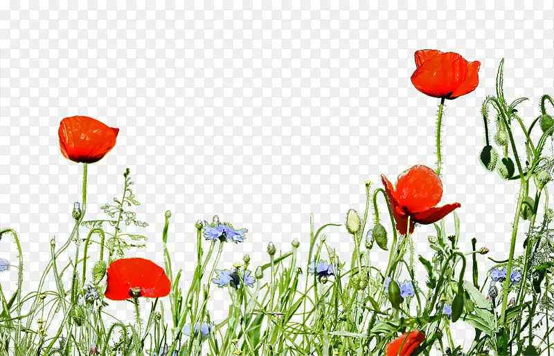 ֲ�ﾥ Ҷ ˮ�ʻ�-������