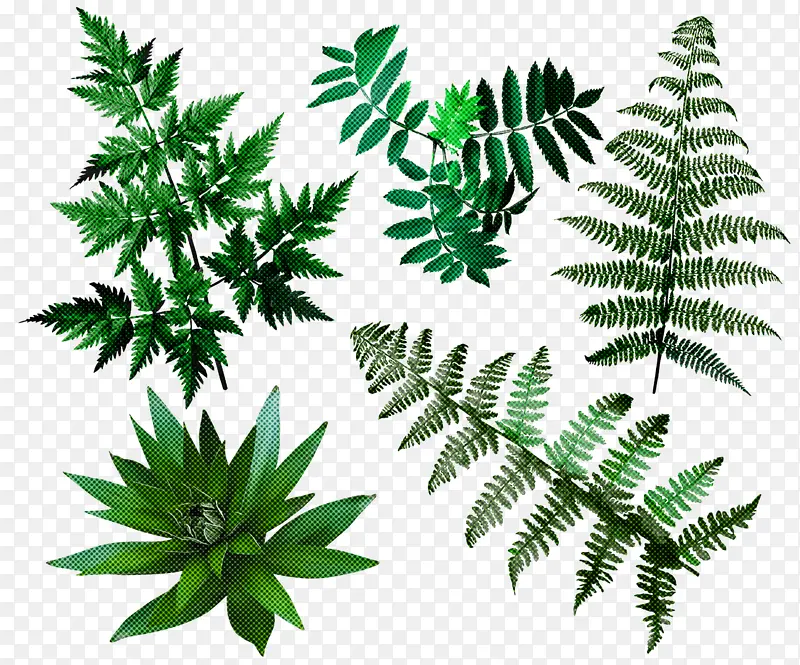 ާ�� Ҷ ��-������