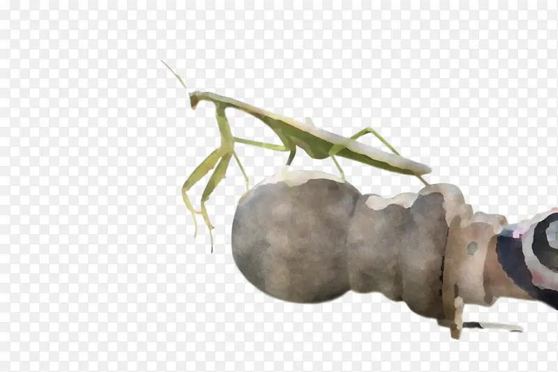 ���� ���� ˮ�ʻ�-������