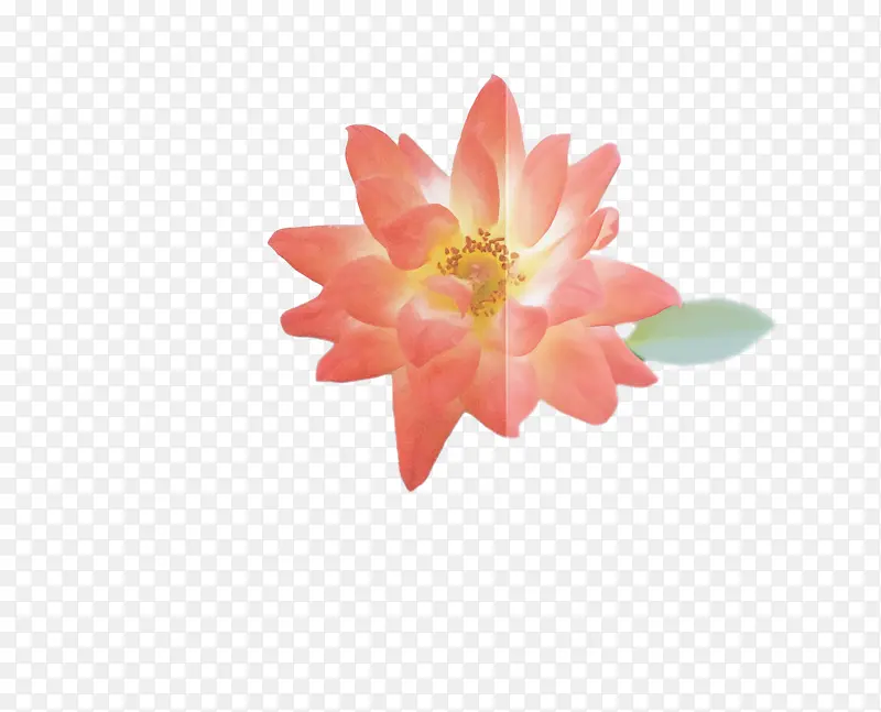 ���� ֲ�� ��ѧ-������