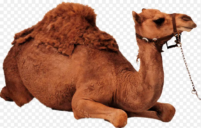 ��� �ֻ���� �����-������