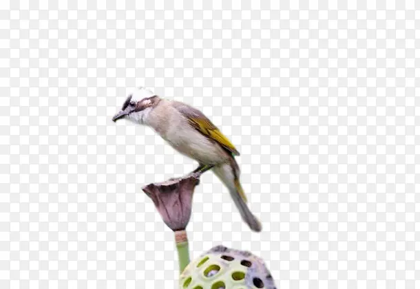 �� ȸ �-������