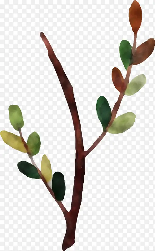 ˮ�ʻ����� ˮ�ʻ�����Ҷ�� ˮ�ʻ�Ҷ��-������