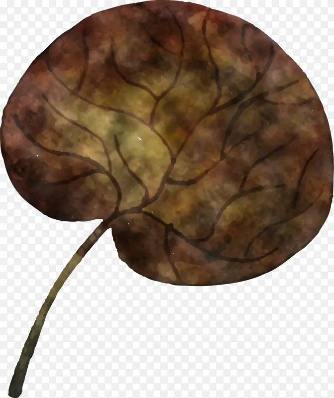 ˮ�ʻ����� ˮ�ʻ�Ҷ�� ��ɫҶ��-������