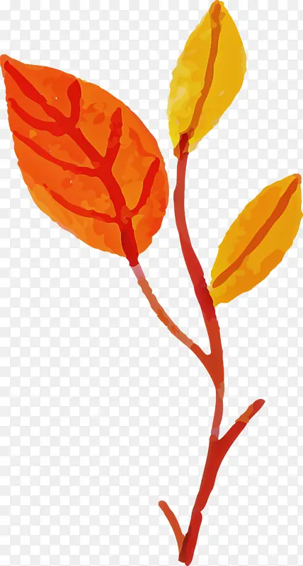 ˮ�ʻ����� ˮ�ʻ�Ҷ�� ��-������