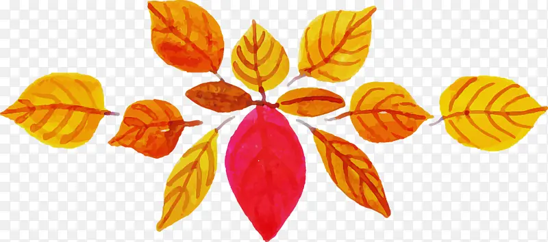 ˮ�ʻ����� ˮ�ʻ�����Ҷ�� ˮ�ʻ�Ҷ��-������