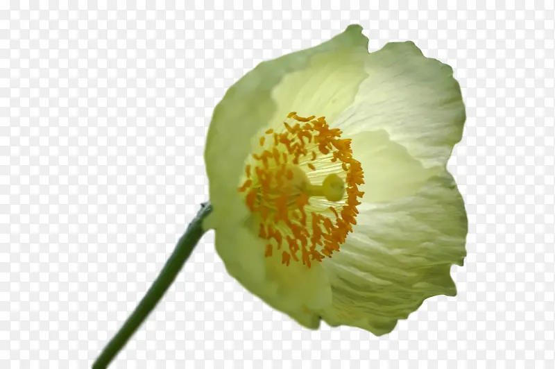 �� ���� ֲ��-������