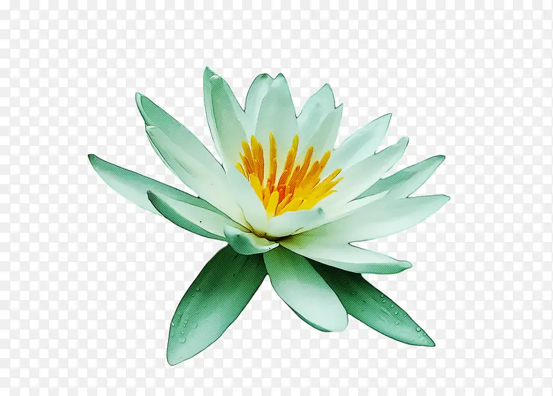 �� ˮ��ֲ�� ����-������