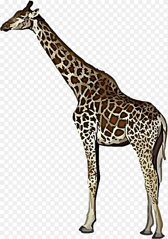 ����¹ ½��ֲ�� ����ѧ-������