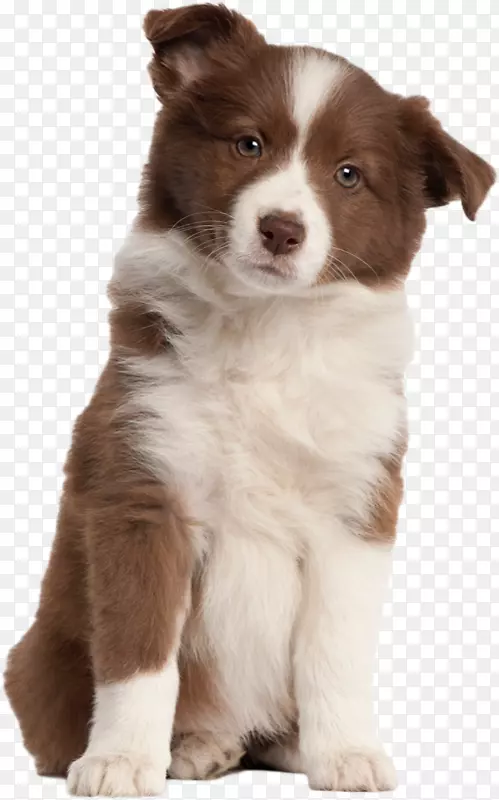 �߾�����Ȯ���ֲ�����Ȯ����Ȯ���Ĵ���������Ȯ����ë��Ȯ-С��PNG͸��ͼ��-������