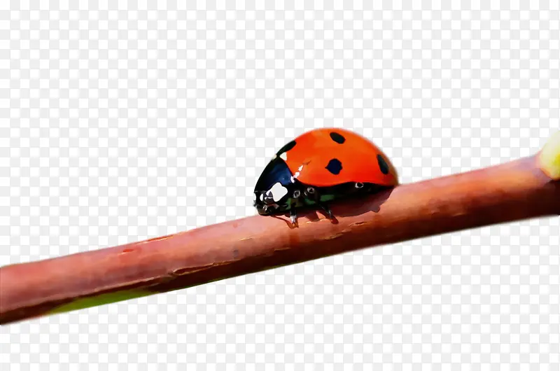 ˮ�� ���� ʪīˮ-������