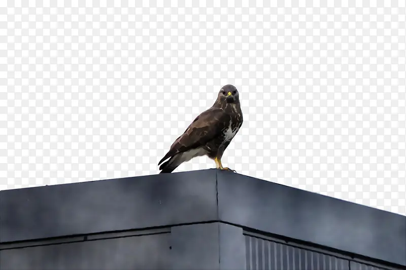 ˮ�ʻ� ���� ʪīˮ-������