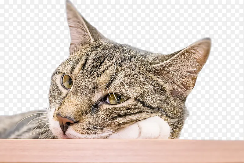 ���� ������������˹�˸���è ������ëè-������