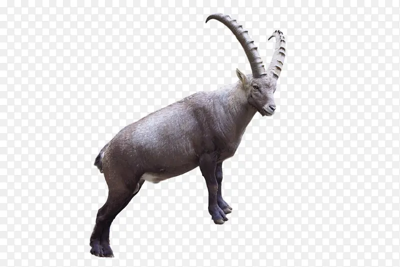 ɽ�� �� ½��ֲ��-������