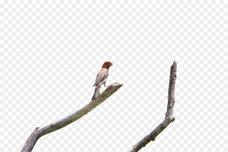 ���� ��֦ �-������