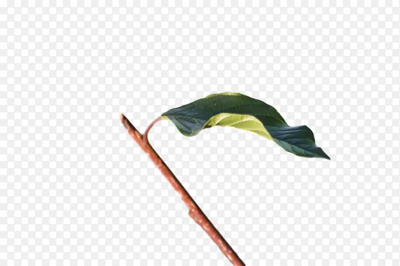 Ҷ � ��ѧ-������