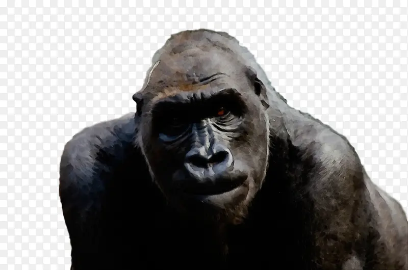 ˮ�ʻ� ���� ʪīˮ-������