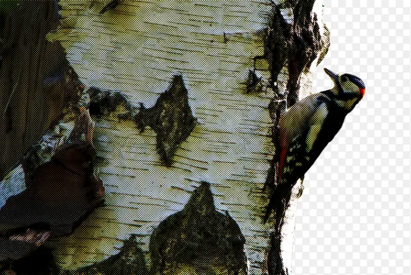 ��ľ ֲ�� ľ��-������