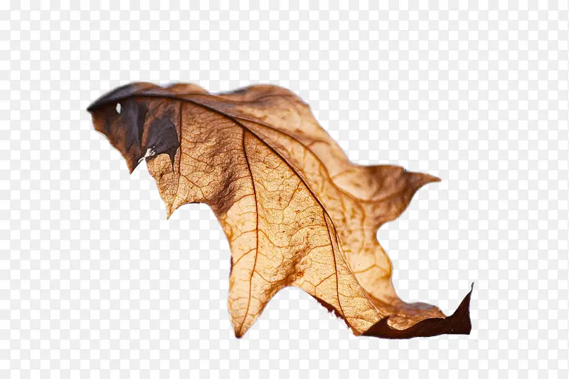 Ҷ�� ��ѧ ����ѧ-������