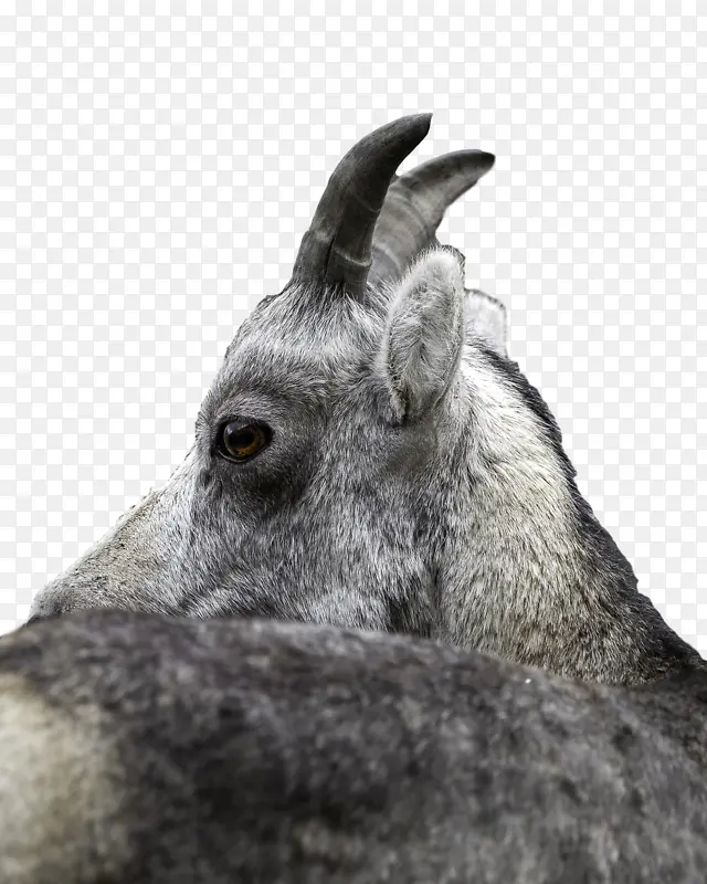 ɽ�� Ұ������ ����-������