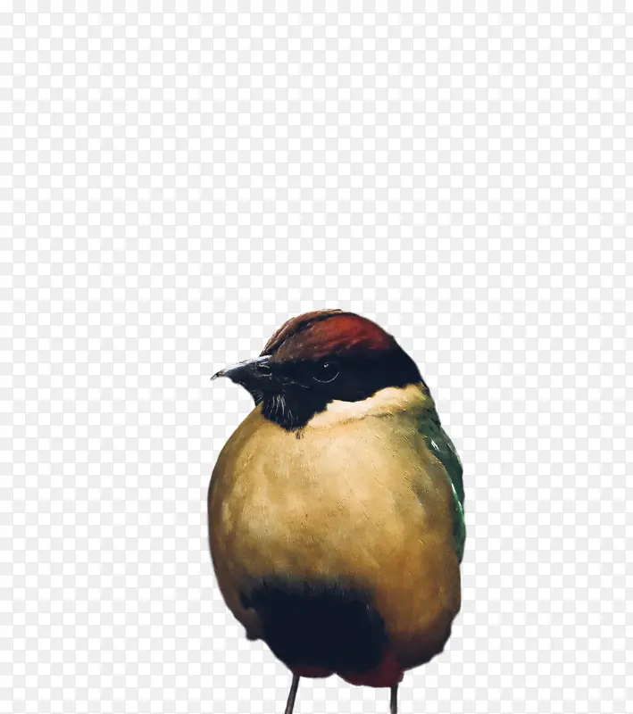 ���� ���� �-������