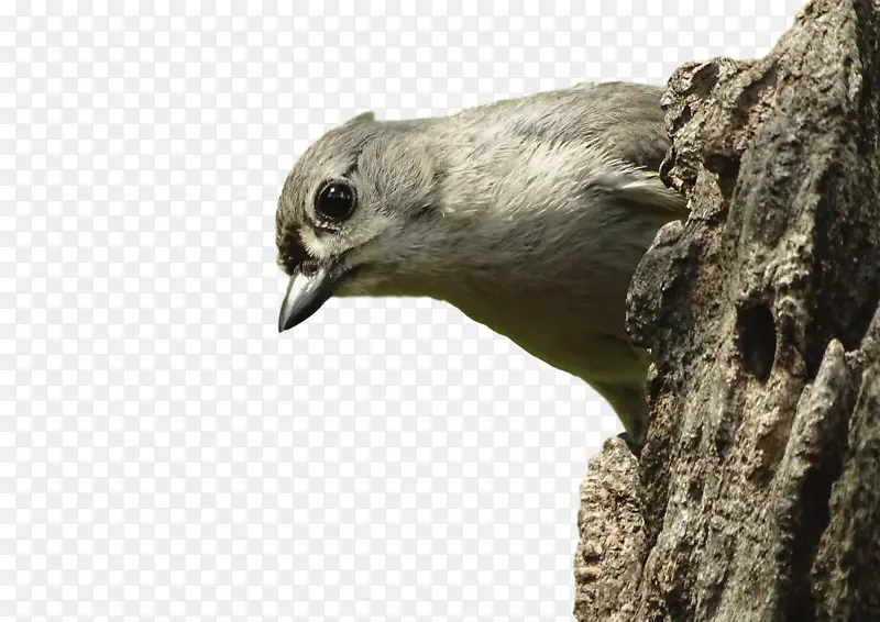 Ƥ��Ŀ � ��ë-������