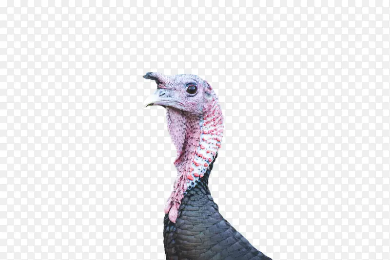 ½��èͷӥ �� �-������