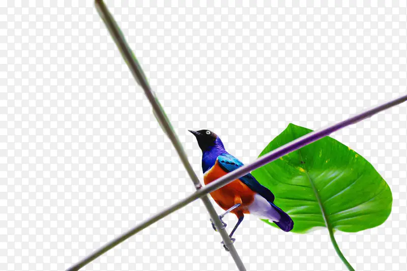 ���� � ��ë-������