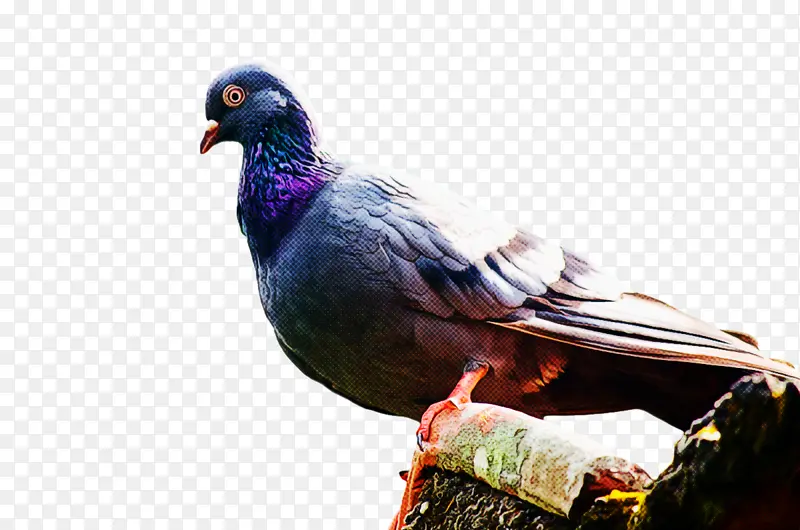 ���ױ��ǿ� ��ë �-������