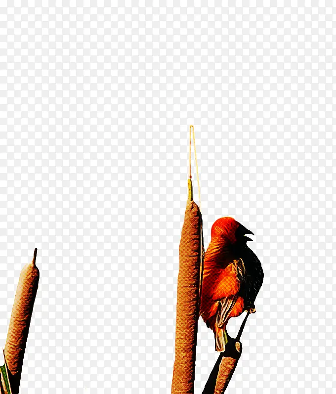 ���� � ��ë-������