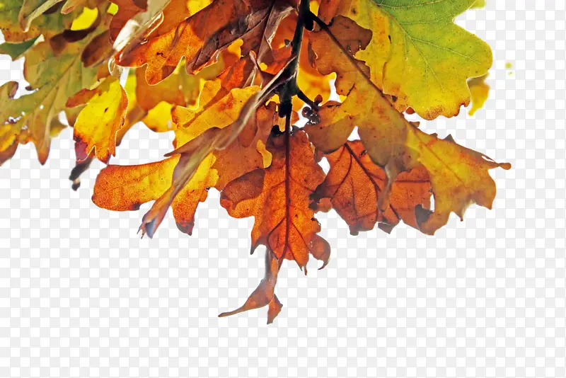 Ҷ�� ��֦ ��Ϻ-������