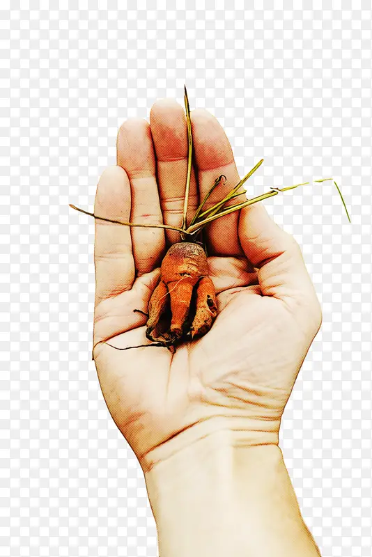 ���� �� ����צ��-������