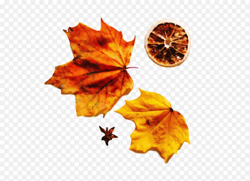 Ҷ ֲ�� ����ѧ-������