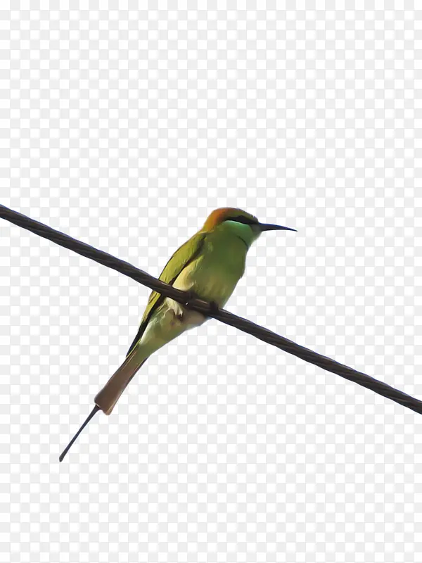 ���� ɺ����Ŀ ����-������