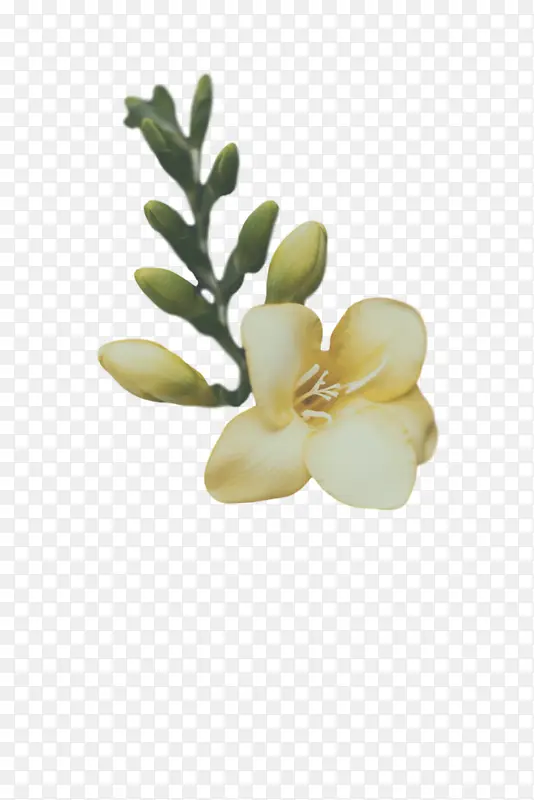 �� ���� ֲ��-������