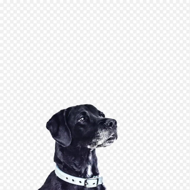 �Ĵ�����ţ�� ������˹�� ���ж���-������