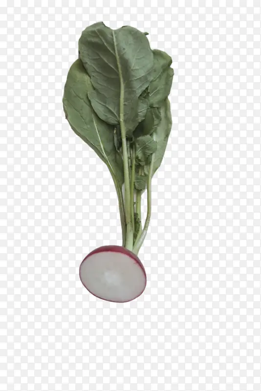 Ҷ Ҷ���߲� ֲ�ﾥ-������