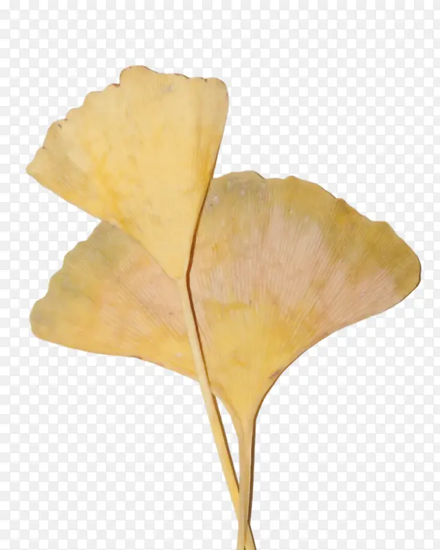 Ҷ�� ���� ֲ��-������