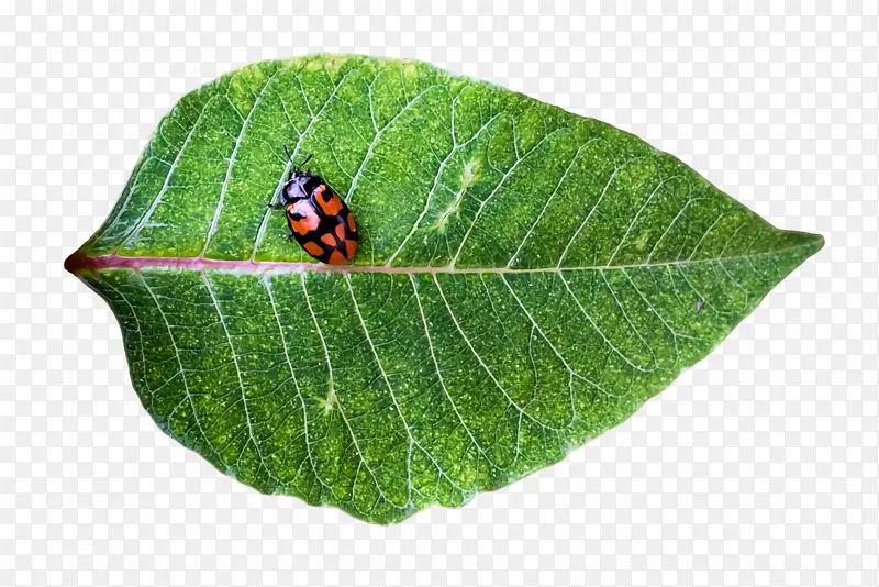 ֲ�ﲡ��ѧ Ҷ ����-������