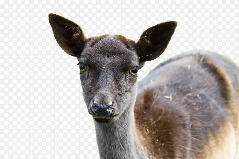 ¹ ���� ½��ֲ��-������