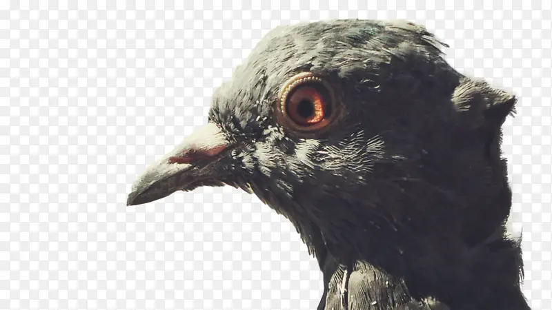 ���� � ��ë-������