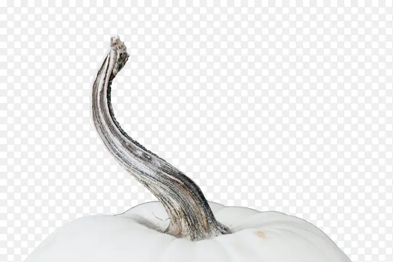 ���� ֲ�� ����ѧ-������