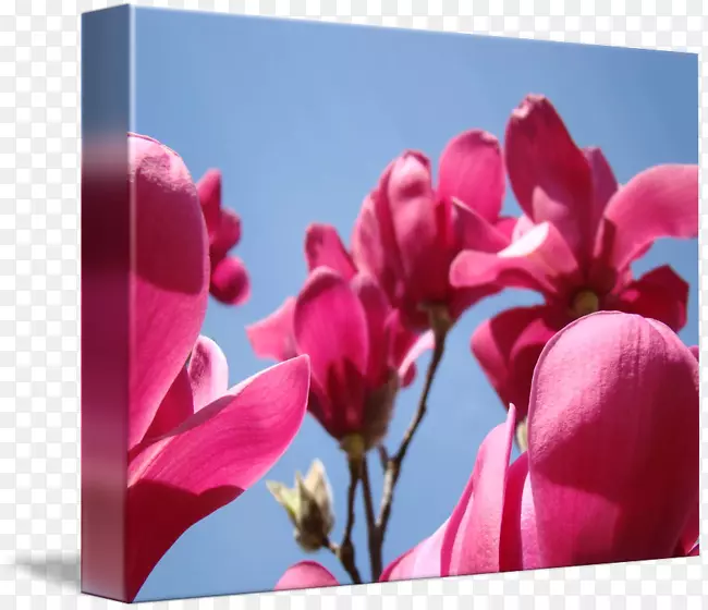 ����ֲ��ľ������-ľ��-������