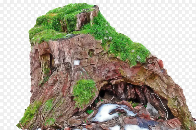 ֲ�� ��ľ ��ѧ-������